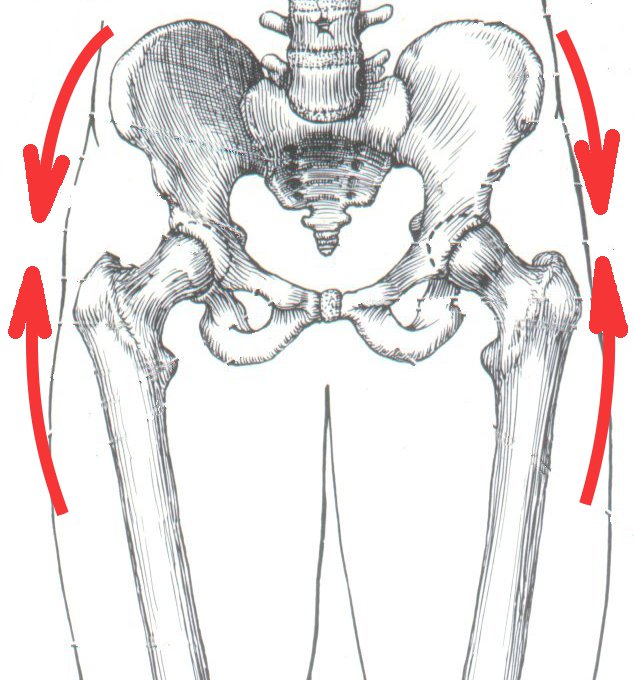 What Is The Muscle On Lower Back Above Hip - Anatomy Pictures Of Lower